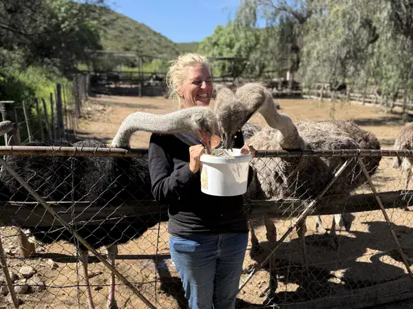 Frau füttert zwei Strauße aus einem weißen Eimer über den Zaun der Cango Ostrich Farm