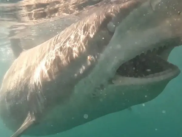 Hai beißt nach dem Köder direkt am Käfig beim Hai-Käfigtauchen in Gansbaai, Nahaufnahme unter Wasser
