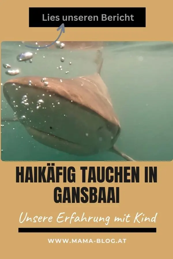 Pinterest Pin für den Beitrag Hai-Käfigtauchen in Gansbaai, unsere Erfahrung mit Kind, mit Unterwasserfoto eines Hais am Käfig